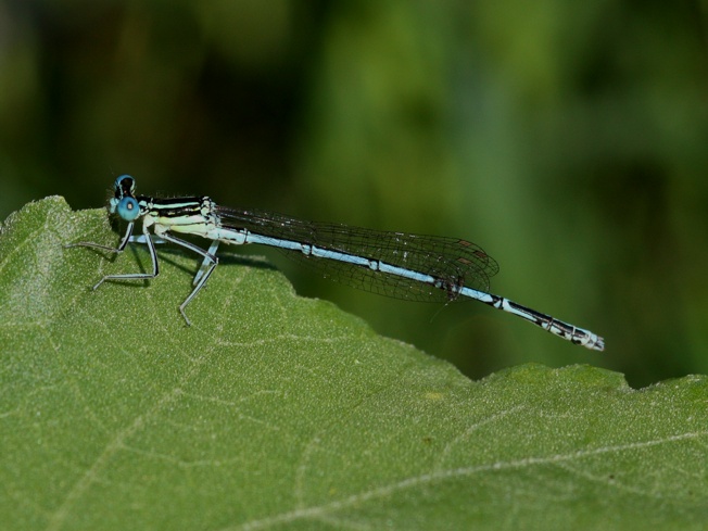 Coenagrion puella?